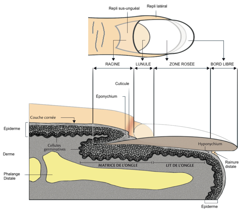 Anatomie de l'ongle - NAEV Prothésiste ongulaire